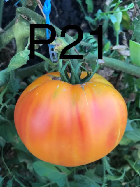 graine / seed tomate taille grosse variété "PAMPLEMOUSSE DU GRAND PERE"