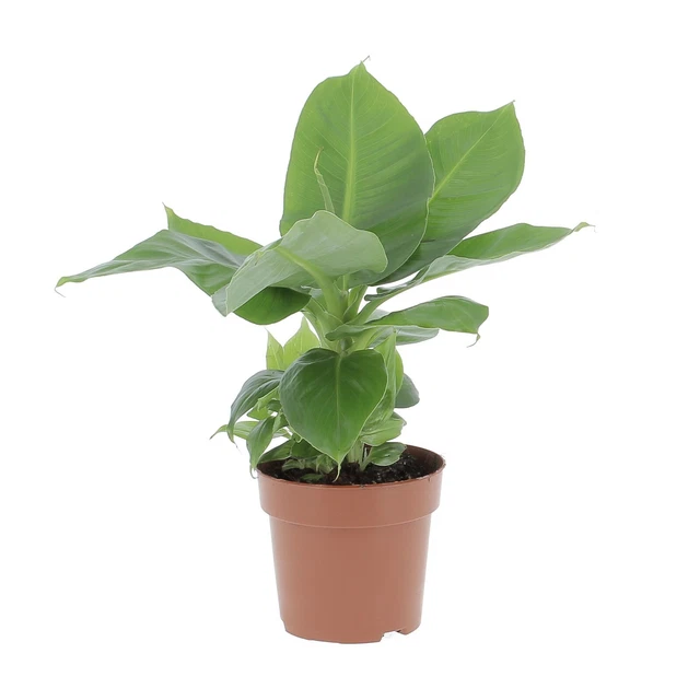 Lampada Da Coltivazione Sondiko LED - Spettro Completo Con Timer 3/9/12H Per Piante