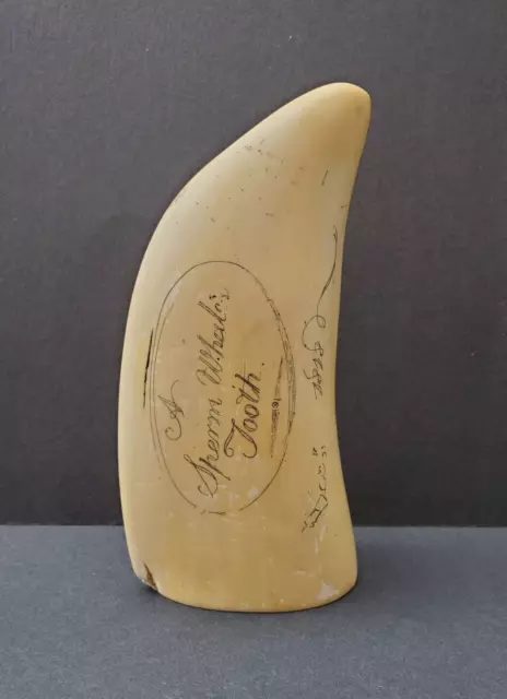 Artek Reproduction Sperm Whales Tooth Faux Scrimshaw 1818 7" Long 612 grams