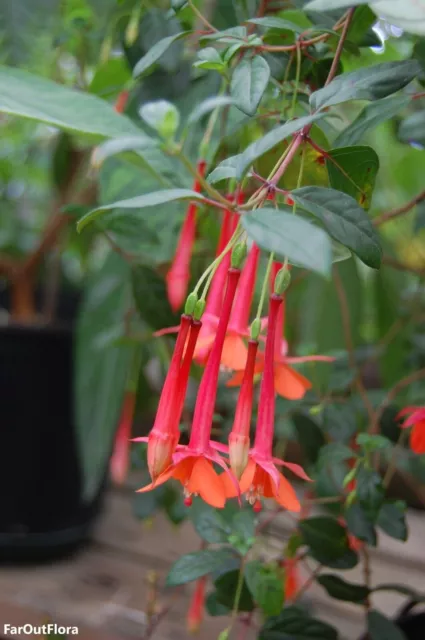 Fuchsia Vulcanica – 20 Samen – Ohrentropfen der roten Dame – sehr selten –...