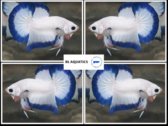 Live Betta Fish High Quality (FEMALE) Marble - USA Seller