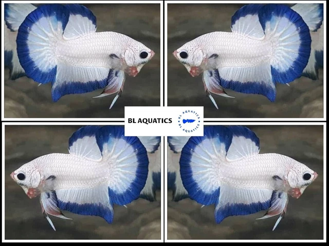 Live Betta Fish High Quality (FEMALE) Marble - USA Seller
