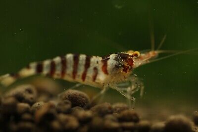 Zebra Babaultis - Freshwater Caridina Aquarium Shrimp - USA Stock