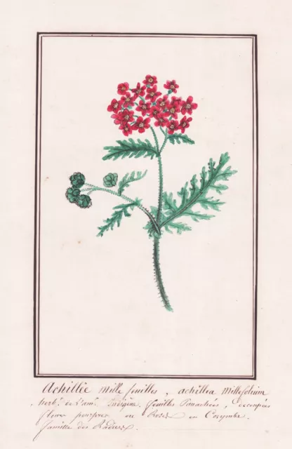 Achillea millefolium yarrow Blume flower Botanik Aquarell drawing 1830