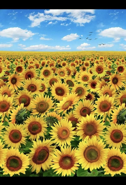 "NUEVO 590 Elizabeth's Studio ~ Panel de girasol azul 24""x 44"" Tela de algodón floral