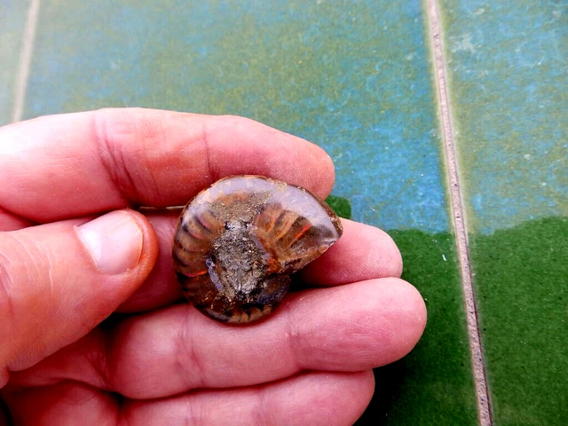 Fosiles Ammonite " Excelente Ammonite Cleoniceras De Madagascar  -  11B22 "