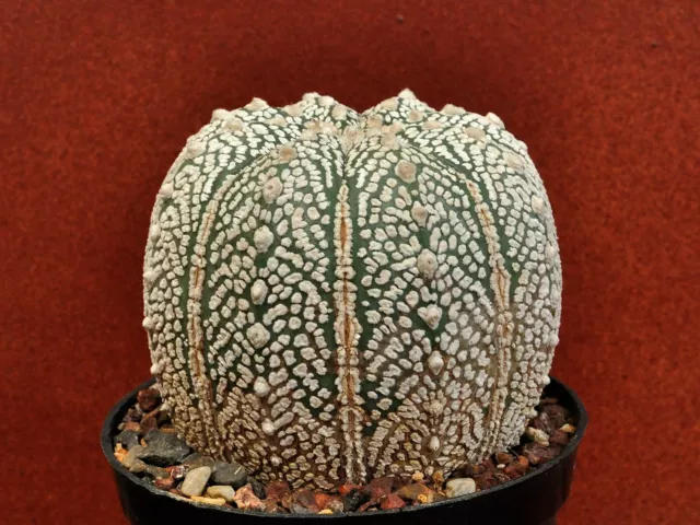 Astrophytum asterias cv. Superkabuto /Pianta rara / succulente di cactus