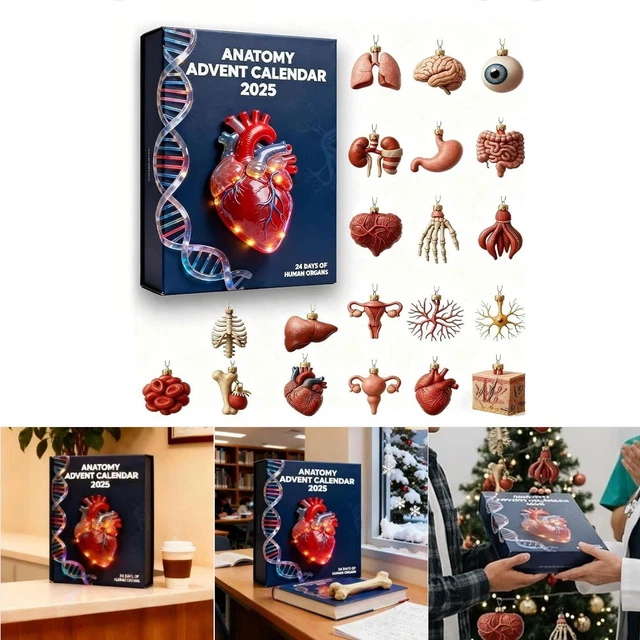 Calendrier De L'Avent Anatomie 2025 - 24 Ornements Organes Corps Humain - Acrylique - Cadeau Pour étudiants Médecine, Amateurs De Science - 28x18x5 Cm Environ - 6