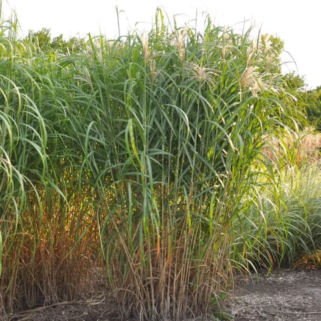 Miscanthus floridulus - Roseau 'Giganteus' - Eulalie géante