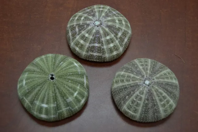 3 Pcs Alfonso Sea Urchins Sea Shell Beach Wedding Nautical 3 1/2" - 4"