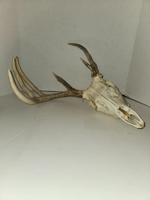 Weathered 7 pt. whitetail deer skull shed antlers horns taxideremy mount Rack #3