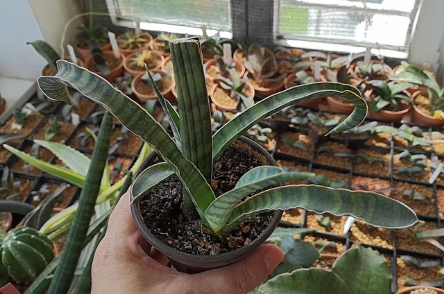 SANSEVIERIA EBRACTEATA - Bogenhanf EUR 10,50 - PicClick FR