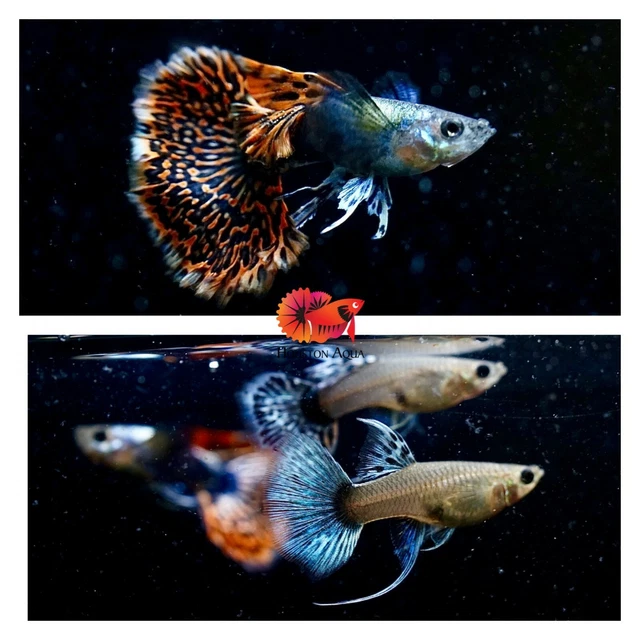 5 Pairs - Red Dumbo Mosaic Ribbon - Live Aquarium Guppy Fish High Quality A+++