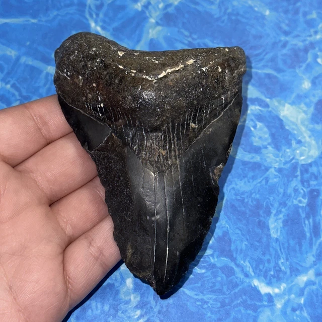 Megalodon Shark Tooth 4.35” Huge Teeth Big Meg Scuba Diver Direct Fossil Nc 8106