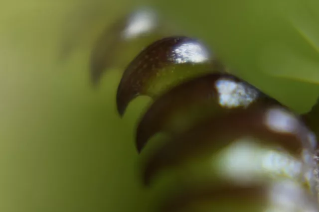 Fleischfressende Pflanze, Cephalotus follicularis, Zwergkrug 5-10 cm groß! 2