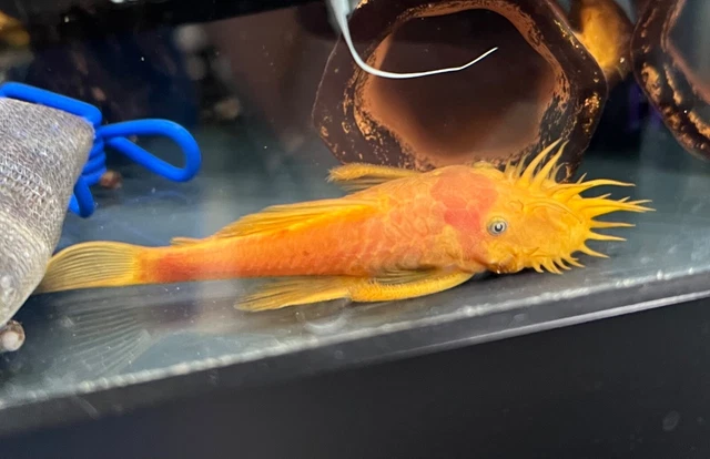 Super Red Bristlenose Pleco (x3) FREE SHIPPING!!