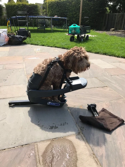 SIÈGE VÉLO POUR chien Buddyrider EUR 145,92 PicClick FR