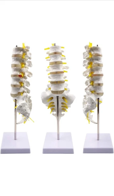 Human Spine Model 1:1 Life Size Lumbar Vertebrae Spine Set Anatomy Model Study