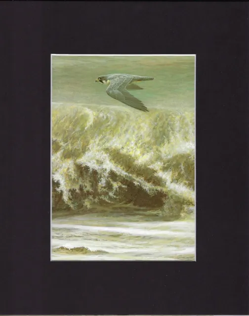8X10" Matted Print Art Painting Picture, Robert Bateman: Peregrine Falcon