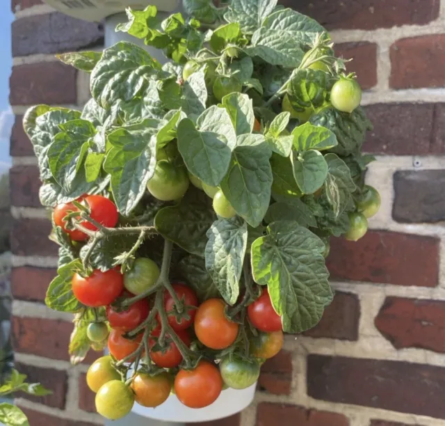 Zwerg-Tomate Primabell Samen
