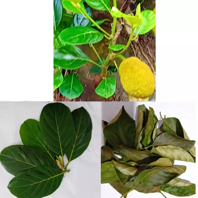 Ceylon Natural Dried Jack Fruit Leaves 20pcs Organic Bio Shrimp Aquarium Leaves