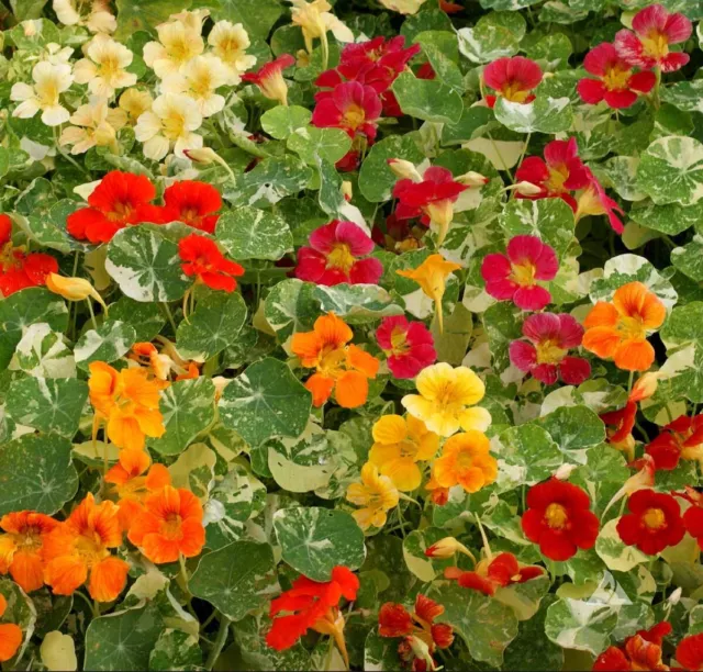 Nasturtium - Alaska Mix, 50 Seeds Per Packet, Non-GMO