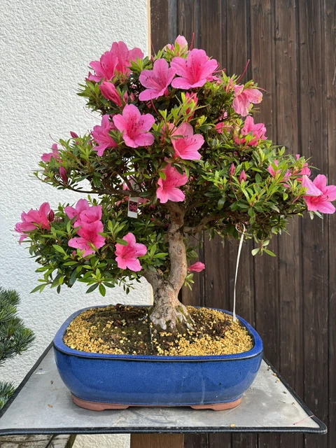 Satsuki Azalee Bonsai  Japanischer Outdoor Bltenbonsai Winterhart Fr  Anfnger, 12 Cm Topf