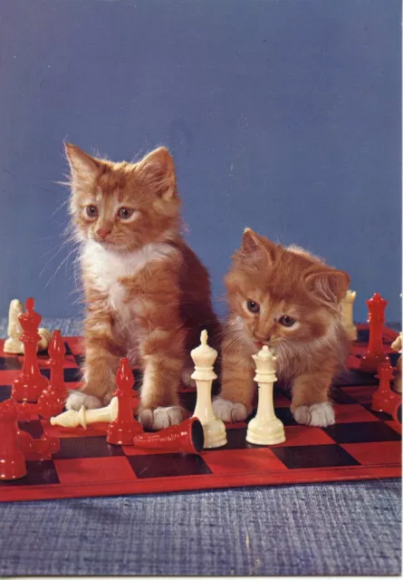 Cpsm / Carte Postale / Chat / Cat // Photo