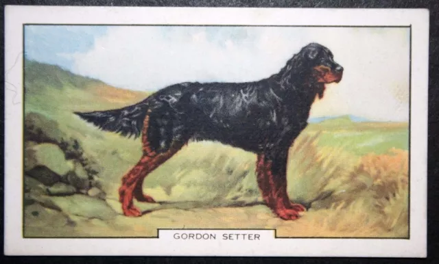 GORDON SETTER   Vintage 1938  Coloured Card  WC02M