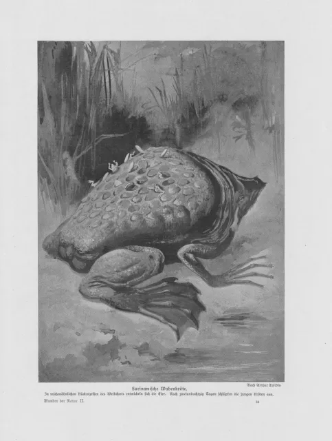 Große Wabenkröte Pipa pipa DRUCK von 1912 Common Suriname toad