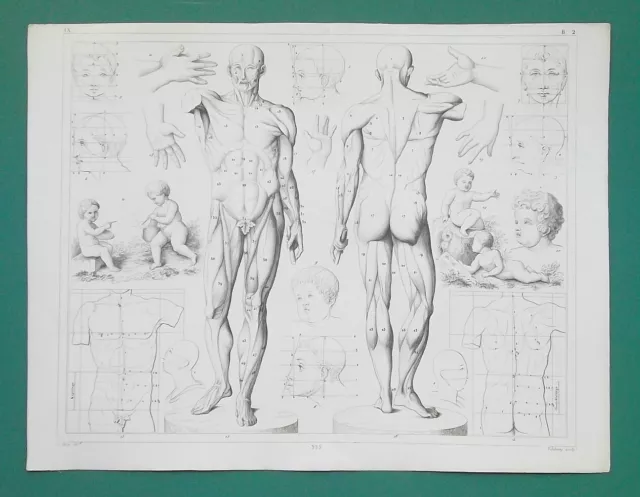 ANATOMY For Artists Body Proportions Head Hands - SUPERB 1844 Antique Print