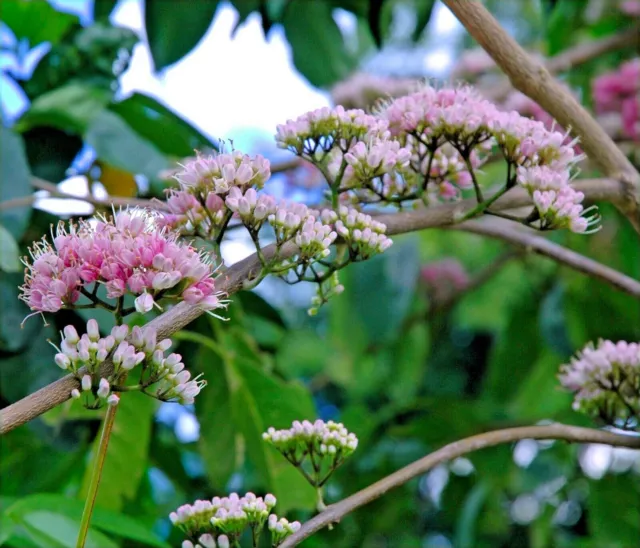 Melicope elleryana - Pink Euodia / Pink Flowering Doughwood - 25 seeds 3