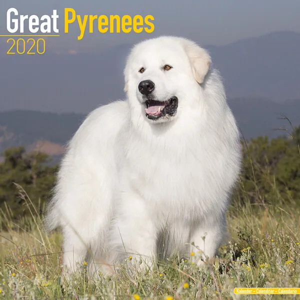 Calendrier 2020 / Kalender /calendario 2020 /Berger des PYRENEES /Great Pyrenees