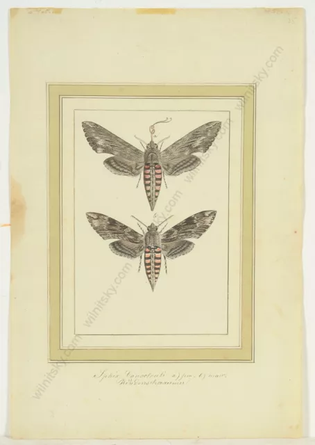"Butterfly Studies", Austrian watercolor, late 18th century