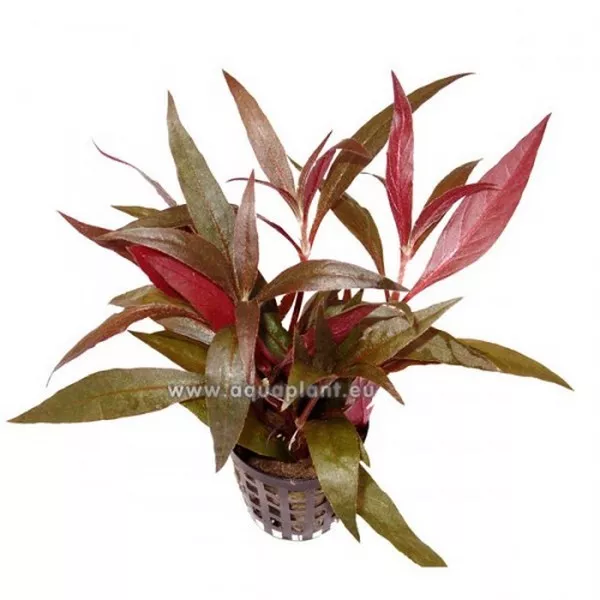 Alternanthera reineckii "lilacina" im Topf - lilablättriges Papageienblatt,