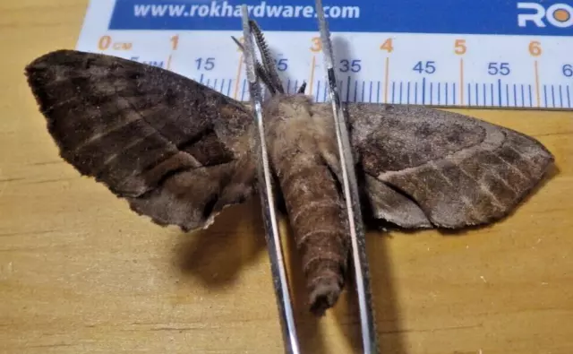 Walnut Sphinx Moth Amorpha juglandis Sphingidae Lepidoptera Southeast Texas E221