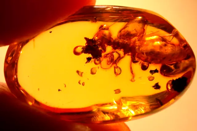 GIANT Termite with Ancient Methane Bubbles in Dominican Amber Fossil Gemstone