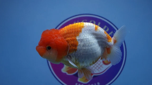 Live Fancy Goldfish Red/White Lionchu Female