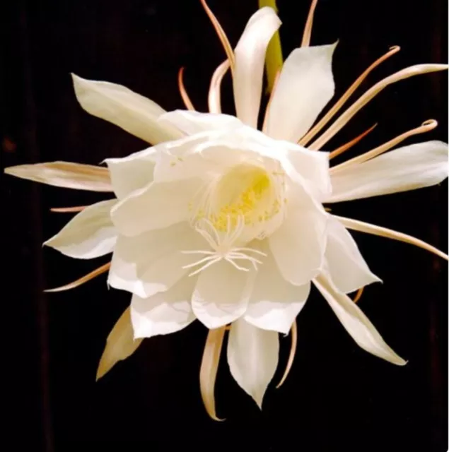 Epiphyllum anguliger à Fleurs Blanches/ bouture racinée +20 cm