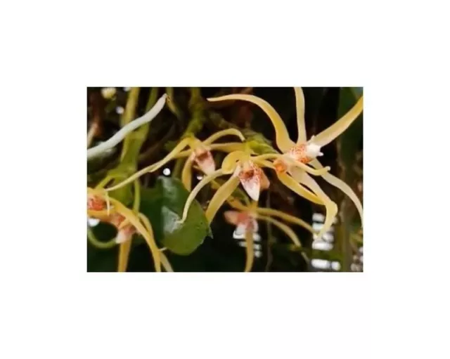 100x Thrixspermum Centipeda Orchid Garden Plants - Seeds B347