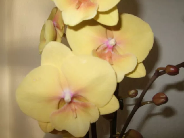 Exclusiv-Phalaenopsis Big Lip"Palau" Schmetterlingsorchidee  neue Farbe  1-73467