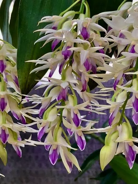 Dendrobium Species ametystoglossum NEW im Topf Orchidee Orchideen