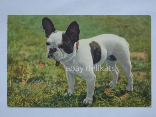 FRENCH BULLDOG dog cane vecchia cartolina old postcard
