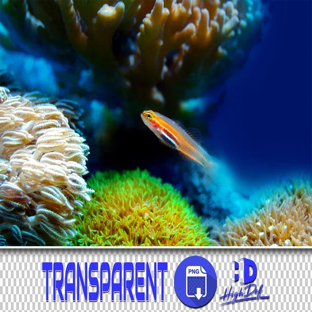 800 Flora Marina Fauna Transparente Archivos Png Photoshop Superposiciones Fondo Fondo
