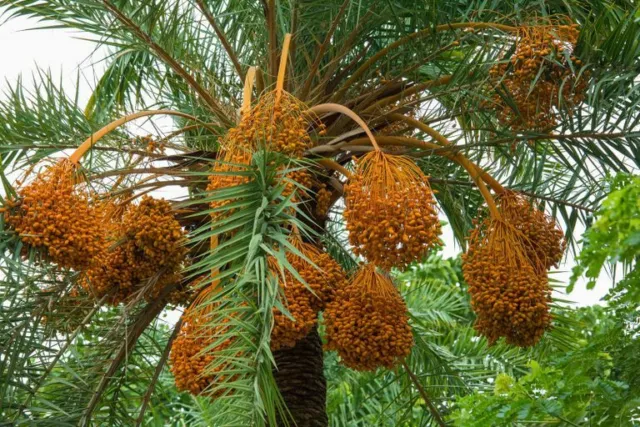 50 palm seeds Deglet Nour. Phoenix dactylifera , organic fruit