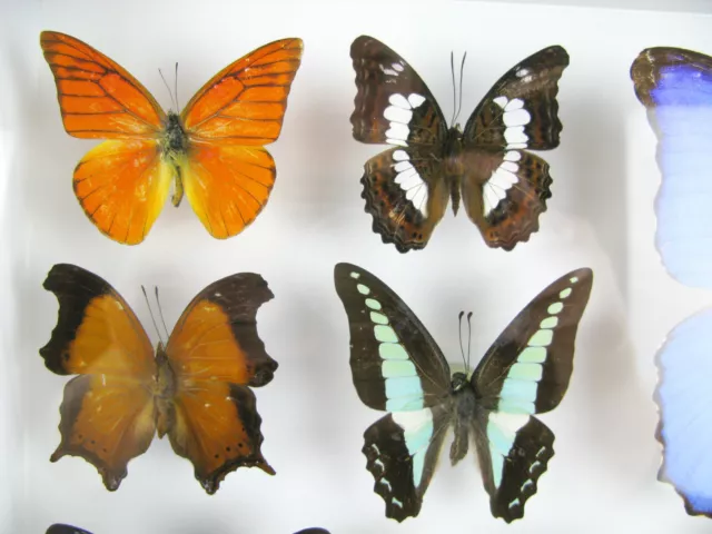 Selten einmalig wunderschöner Schaukasten mit 24 Schmetterlingen 3D Art Kunst 03 3