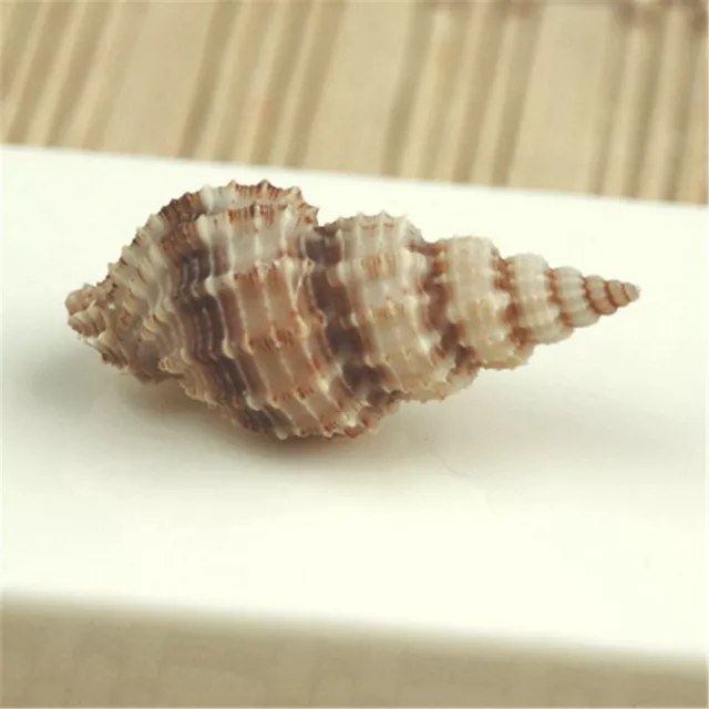 20 pcs Natural Shells 3-4 cm Mini Snail Conch Seashells Ornament Nautical Decor