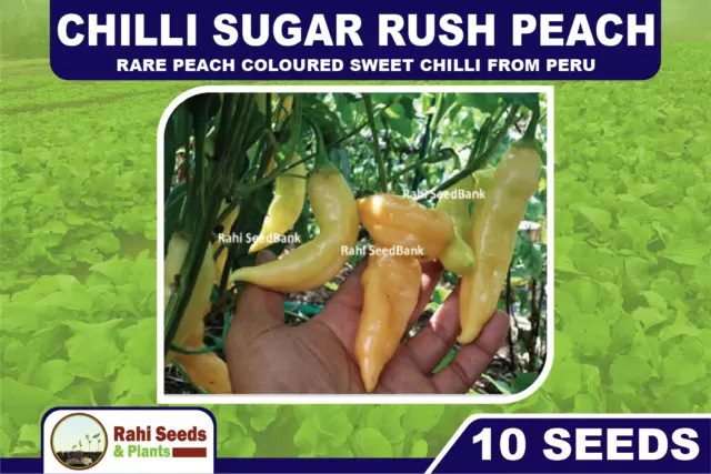 Chilli Sugar Rush Peach - Rare Peach Coloured Sweet Chilli from Peru - 10 Seeds