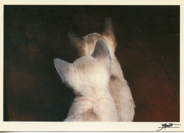 Cpsm / Carte Postale / Chat / Cat / Illustrateur Bruno Maso / Curiosite