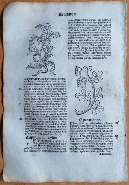 Post Incunable Leaf Hortus Sanitatis Woodcut Primula Primrose - 1511